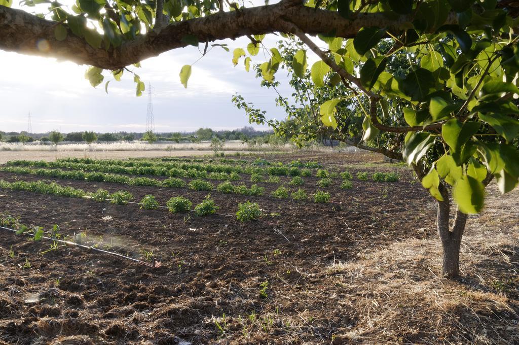 Agrimat Salento Sas Villa Alezio Buitenkant foto